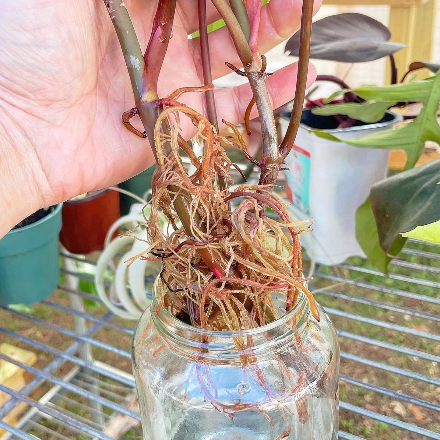 Prop Drops Propagation Plant Drops to Promote Healthy Root Growth